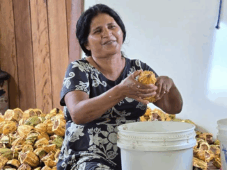 Foto: Acervo SOS Amazônia
