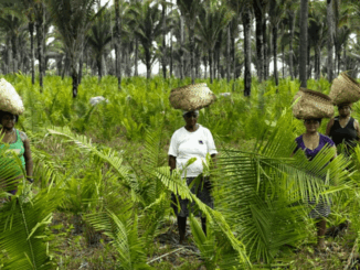 Sem definição de marco legal para regularização fundiária, comunidades como as de quebradeiras de coco babaçu no Maranhão seguem invisibilizadas.