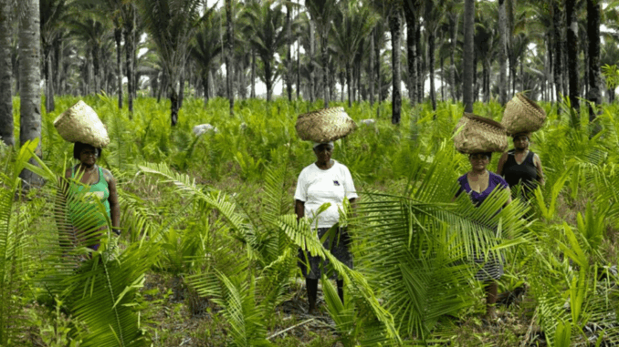 Sem definição de marco legal para regularização fundiária, comunidades como as de quebradeiras de coco babaçu no Maranhão seguem invisibilizadas.