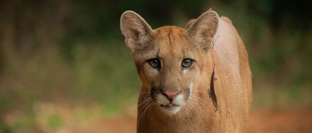 Onça Parda: Projeto registra biodiversidade da fauna em áreas reflorestadas da São Martinho Miguel Biasoli