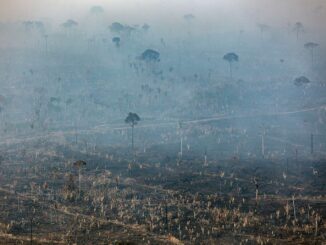 Foto: Greenpeace | Amazônia
