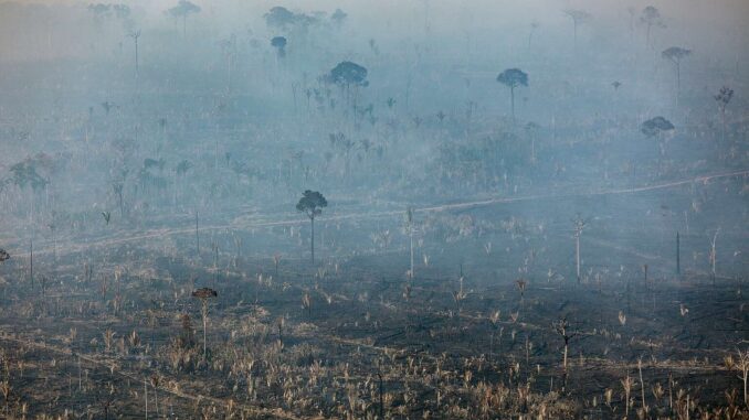 Foto: Greenpeace | Amazônia