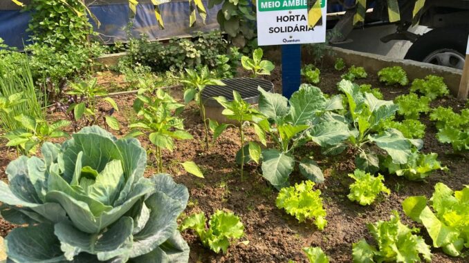 Horta junto à matriz da Quantum Engenharia já recebeu cerca 500 quilos de resíduos orgânicos gerados pelos colaboradores, resultando em hortaliças, legumes, chás e frutas orgânicas que vão para a mesa dos funcionários. Foto: Divulgação.