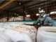 Com mais de 150 milhões de embalagens recicladas, a Campo Limpo antecipa metas do Plano Nacional de Economia Circular, unindo tecnologia nacional, certificação internacional e impacto ambiental positivo no agro. Foto: Divulgação