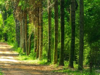 Foto: Divulgação | Floresta de Bebedouro