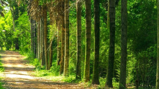 Foto: Divulgação | Floresta de Bebedouro Foto: Divulgação | Floresta de Bebedouro