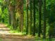 Foto: Divulgação | Floresta de Bebedouro