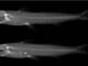 Imagem radiográfica de Imparfinis arceae, espécie de bagre descoberta por pesquisadores da Unesp | Silva et al. 2025. Imagem: Divulgação