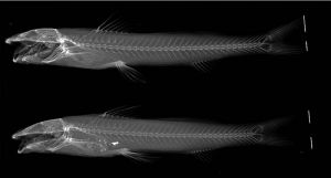 Imagem radiográfica de Imparfinis arceae, espécie de bagre descoberta por pesquisadores da Unesp | Silva et al. 2025. Imagem: Divulgação