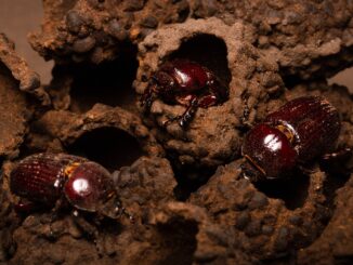 Besouros do gênero Actinobolus provocam mudanças na estrutura interna de cupinzeiros do Cerrado. | Foto: Luis Felipe Carvalho de Lima