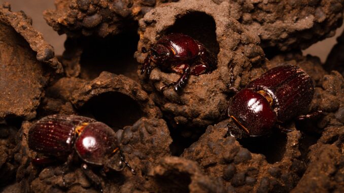 Besouros do gênero Actinobolus provocam mudanças na estrutura interna de cupinzeiros do Cerrado. | Foto: Luis Felipe Carvalho de Lima Besouros do gênero Actinobolus provocam mudanças na estrutura interna de cupinzeiros do Cerrado. | Foto: Luis Felipe Carvalho de Lima
