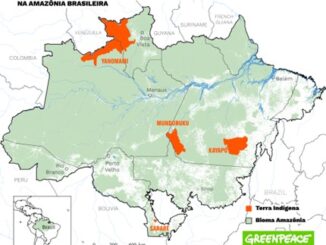 Panorama das áreas desmatadas pelo garimpo de ouro em territórios indígenas, 2023-2024. Fonte: Fonte: Relatório "Ouro Tóxico", do Greenpeace Brasil.