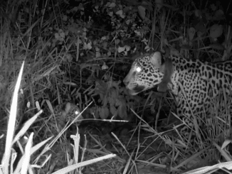 Miranda e filhote avistados pela câmera trap. Foto: Divulgação/Onçafari