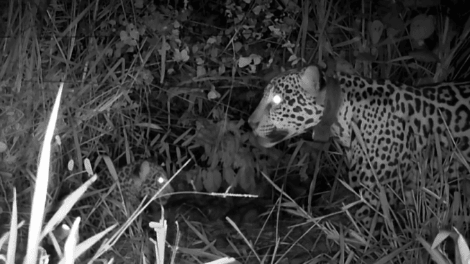 Miranda e filhote avistados pela câmera trap. Foto: Divulgação/Onçafari Miranda e filhote avistados pela câmera trap. Foto: Divulgação/Onçafari