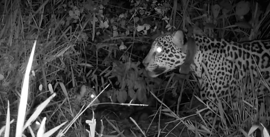 Miranda e filhote avistados pela câmera trap. Foto: Divulgação/Onçafari