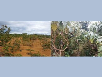 Comparação entre áreas sem a presença da matéria orgânica (à esquerda) e com a utilização dela (à direita). Foto: Divulgação