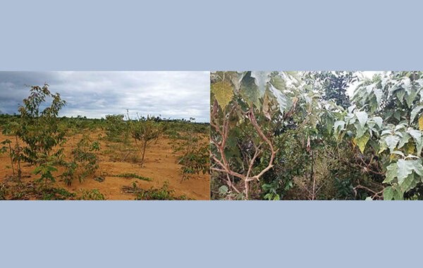 Comparação entre áreas sem a presença da matéria orgânica (à esquerda) e com a utilização dela (à direita). Foto: Divulgação Comparação entre áreas sem a presença da matéria orgânica (à esquerda) e com a utilização dela (à direita). Foto: Divulgação