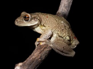 Trachycephalus mambaiensis (perereca grudenta). Foto: Leandro Silva
