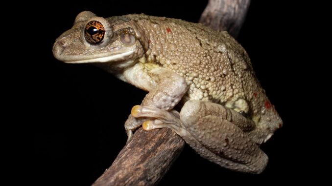 Trachycephalus mambaiensis (perereca grudenta). Foto: Leandro Silva Trachycephalus mambaiensis (perereca grudenta). Foto: Leandro Silva