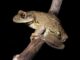 Trachycephalus mambaiensis (perereca grudenta). Foto: Leandro Silva