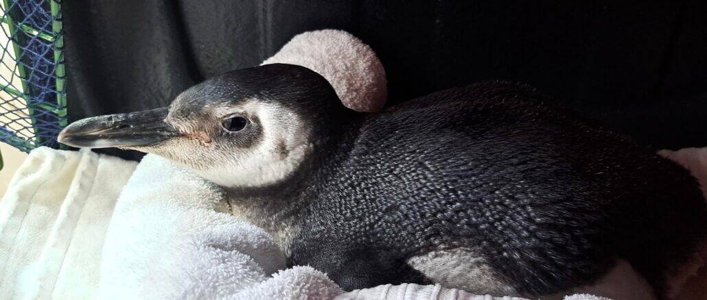 Primeiro pinguim resgatado em Florianópolis em 2025; a equipe da R3 Animal foi até uma pet shop para buscar a ave (Foto: equipe PMP-BS/R3 Animal)