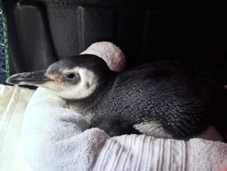 Primeiro pinguim resgatado em Florianópolis em 2025; a equipe da R3 Animal foi até uma pet shop para buscar a ave (Foto: equipe PMP-BS/R3 Animal)