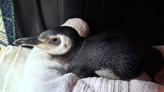 Primeiro pinguim resgatado em Florianópolis em 2025; a equipe da R3 Animal foi até uma pet shop para buscar a ave (Foto: equipe PMP-BS/R3 Animal) Primeiro pinguim resgatado em Florianópolis em 2025; a equipe da R3 Animal foi até uma pet shop para buscar a ave (Foto: equipe PMP-BS/R3 Animal)