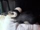 Primeiro pinguim resgatado em Florianópolis em 2025; a equipe da R3 Animal foi até uma pet shop para buscar a ave (Foto: equipe PMP-BS/R3 Animal)