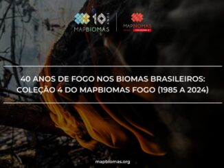 Foto: Divulgação | Mapbiomas Fogo Incendio Florestal