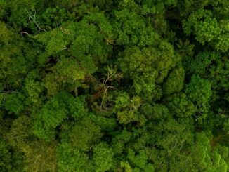 Vista aérea das árvores verdes vibrantes na floresta. Foto: Divulgação