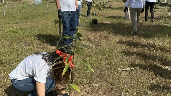 Entre 2021 e 2024, a Aeris promoveu o plantio médio de 30,9 mil mudas nativas da Caatinga. Foto: Divulgação