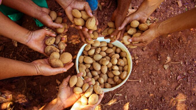 Baru do Cerrado. Foto: Divulgação Cedac