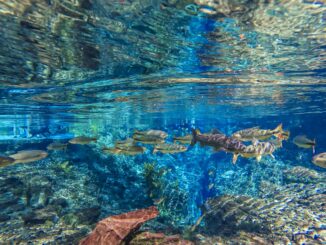 Foto: Divulgação | Nascente Azul Flutuação na Nascente Azul