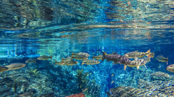 Foto: Divulgação | Nascente Azul Flutuação na Nascente Azul Foto: Divulgação | Nascente Azul Flutuação na Nascente Azul